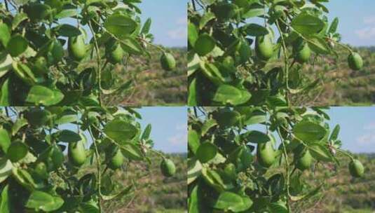 柠檬 香水柠檬种植高清在线视频素材下载