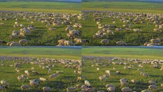 呼伦贝尔草原夏季牧场羊群高清在线视频素材下载