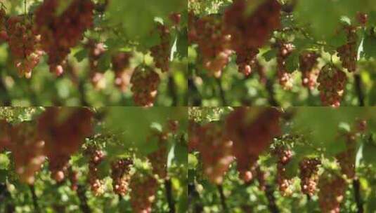葡萄园里一串串晶莹剔透的葡萄高清在线视频素材下载
