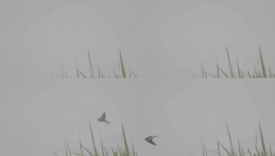 燕子飞过草丛高清在线视频素材下载