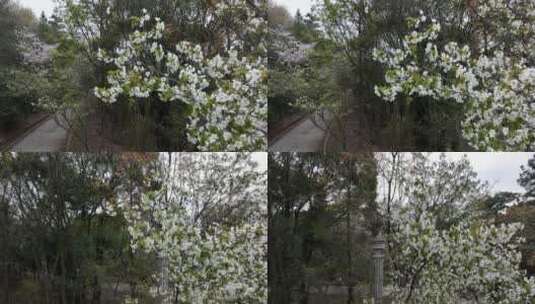无锡鼋头渚樱花盛开满目樱花高清在线视频素材下载