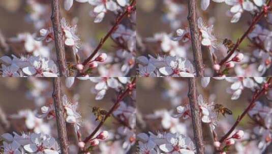 春天樱花盛开蜜蜂采蜜高清在线视频素材下载