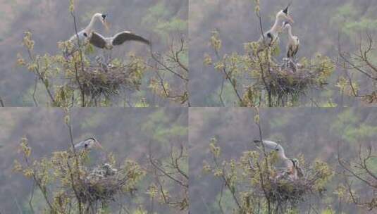 苍鹭在巢穴上哺育幼鸟高清在线视频素材下载
