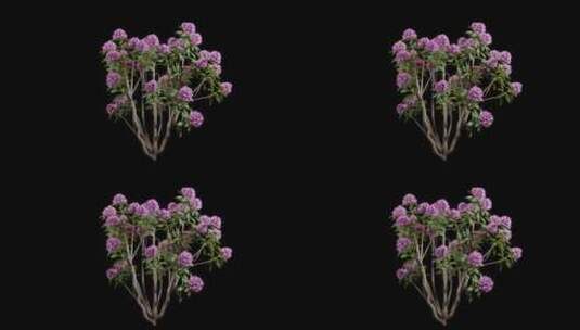 带紫色花朵的动画开花树高清在线视频素材下载