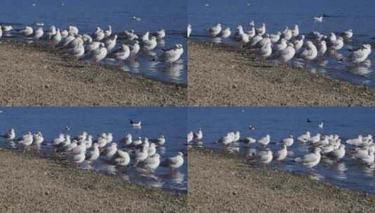 海鸥鸟类岸边梳理羽毛高清在线视频素材下载