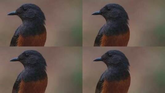 当相机缩小滑动时，这只鸟的肖像，面向左侧高清在线视频素材下载