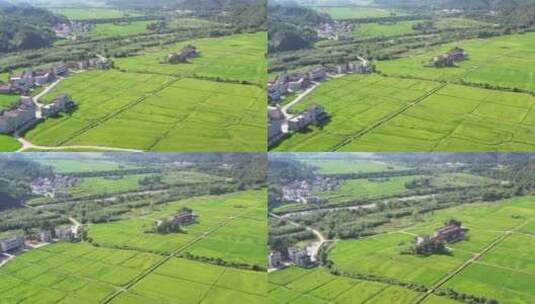 稻田 可用于城市宣传高清在线视频素材下载