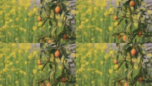 春天桔树上美丽的金桔高清在线视频素材下载