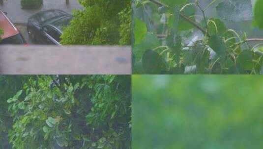 城市下暴雨下雨天雨水雨滴植物树叶子树木雨高清在线视频素材下载