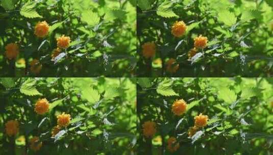 春天阳光下盛开的黄色重瓣棣棠花与绿叶高清在线视频素材下载