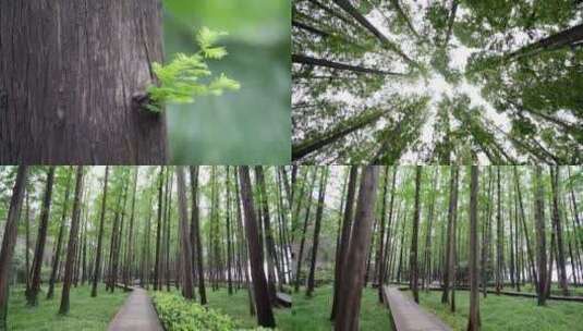 大自然水彬树在唯美森林中静静生长高清在线视频素材下载