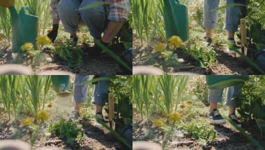 种植浇水特写镜头高清在线视频素材下载