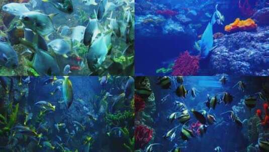 海底鱼群 水下世界 水族馆高清在线视频素材下载