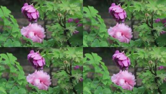 春天园林唯美牡丹春雨中盛开特写高清在线视频素材下载