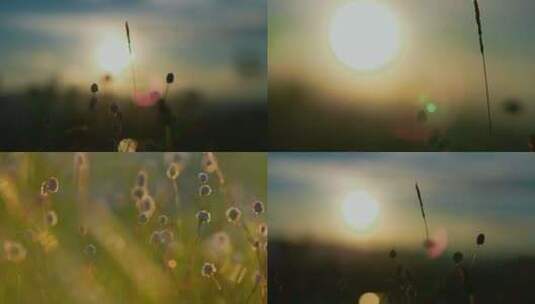 夕阳下的植物特写高清在线视频素材下载