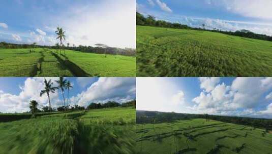 稻田唯美自然美丽绿色乡村田野蓝天白云航拍高清在线视频素材下载