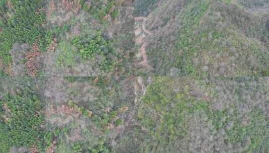 合集秋天森林植物航拍高清在线视频素材下载