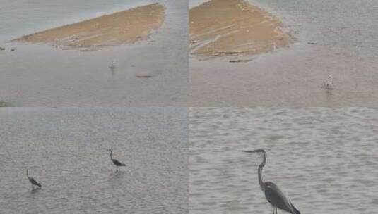 黄河河道内的水鸟灰鹭高清在线视频素材下载