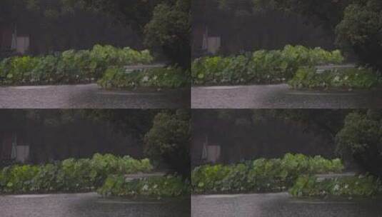杭州西湖风光雨中的曲院风荷高清在线视频素材下载