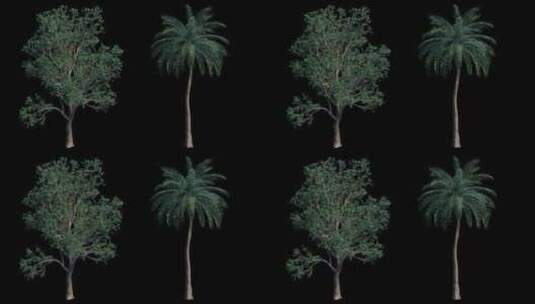 4K写实动态树_组9/9_木犀/海滩棕榈高清在线视频素材下载