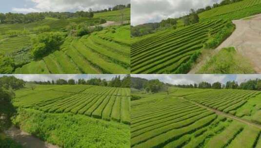 种植园，梯田，茶， Fpv高清在线视频素材下载