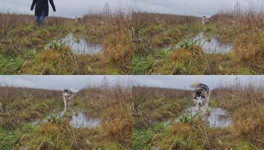 狗在潮湿的草地上奔跑高清在线视频素材下载