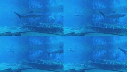 水族馆里鱼的镜头高清在线视频素材下载