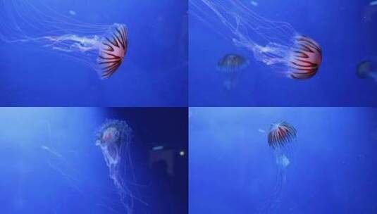 水族馆里展示的一群水母在水下游泳高清在线视频素材下载