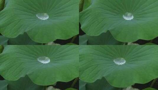 下雨天池塘里的荷花，雨中荷花荷叶高清在线视频素材下载