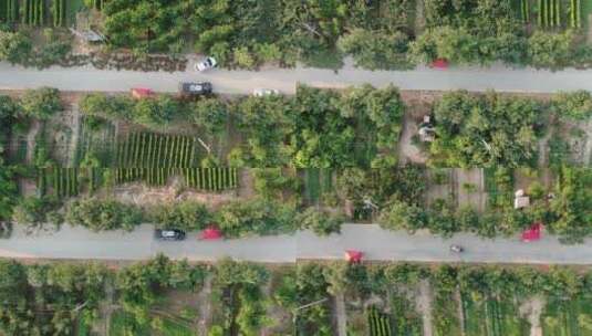 河北深州大桃航拍种植园马路三轮车顺丰车队高清在线视频素材下载