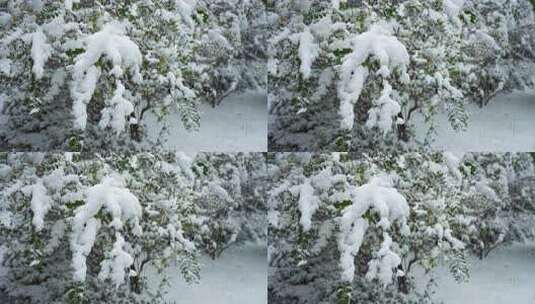 冬天雪天树枝树叶被雪覆盖的风景高清在线视频素材下载