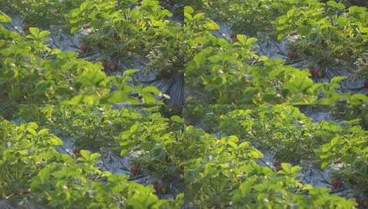 草莓 草莓地 水果高清在线视频素材下载