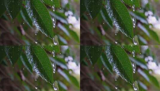 绿叶上的雨滴特写高清在线视频素材下载