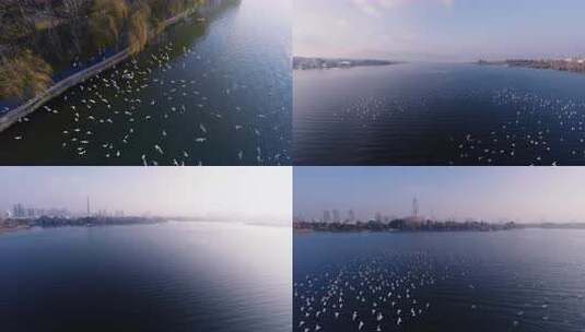 8K-滇池飞翔的海鸥，滇池风光，云南红嘴鸥高清在线视频素材下载