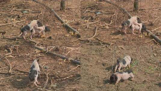 户外交配的土猪高清在线视频素材下载