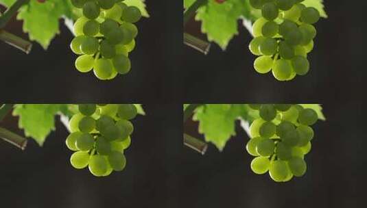 绿葡萄微距特写素材高清在线视频素材下载