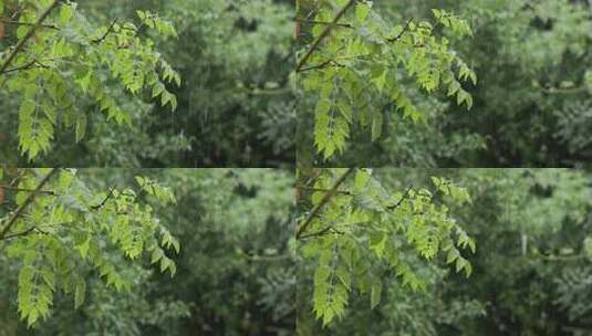 雨天下雨雨滴滴落在植物上的慢动作空镜高清在线视频素材下载