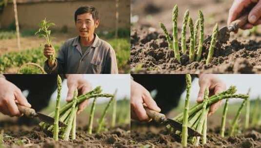 人手栽培芦笋特写素材高清在线视频素材下载