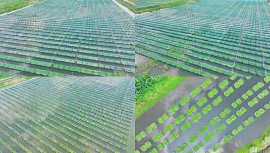 仙桃市黄鳝养殖基地高清在线视频素材下载