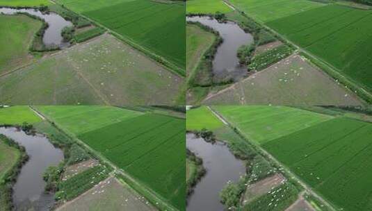 新农村乡村农民田野三农航拍高清在线视频素材下载