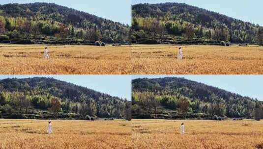 女子漫步金黄稻田高清在线视频素材下载