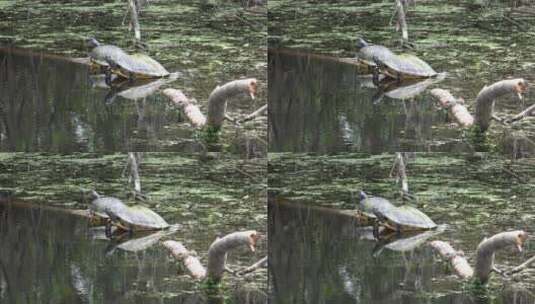 沼泽中的海龟特写高清在线视频素材下载