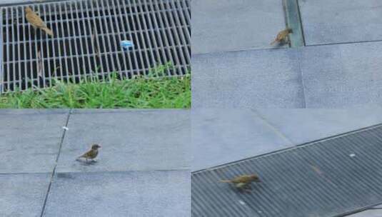 麻雀 动物 绿地 楼宇 鸟 蹦跳高清在线视频素材下载