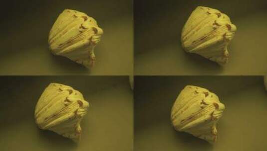 深海贝壳珍珠贝甲壳生物标本海螺高清在线视频素材下载