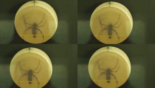 蜘蛛标本模型爬虫昆虫高清在线视频素材下载
