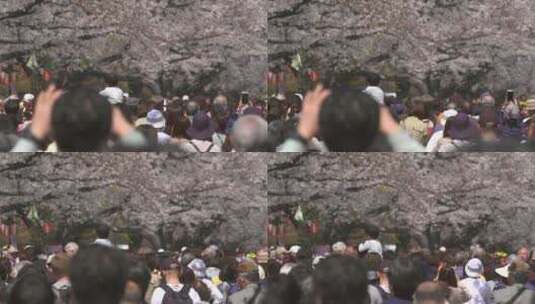 在樱花下漫步的游客高清在线视频素材下载