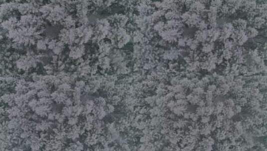祁连山国家公园雪景 原始森林高清在线视频素材下载