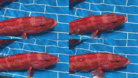 厦门八市海鲜东星斑鱼高清在线视频素材下载