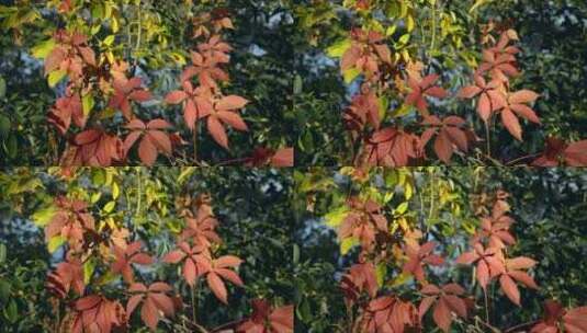 红色的爬山虎叶子被风吹动高清在线视频素材下载