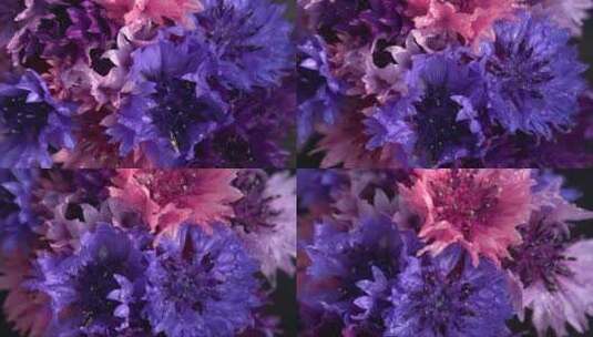 紫色的花束特写高清在线视频素材下载